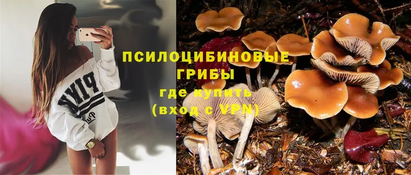 Псилоцибиновые грибы Magic Shrooms  дарнет шоп  Андреаполь 